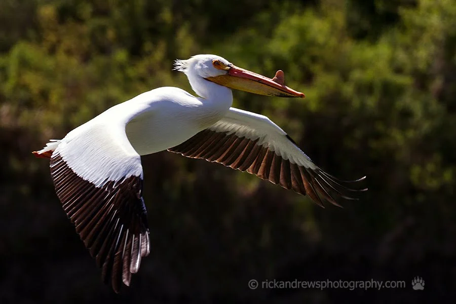 American White Pelican - Oldman River, Lethbridge