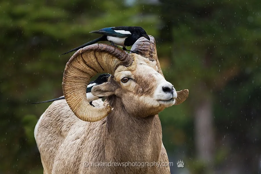 Bighorn and Magpies, Waterton Lakes NP
