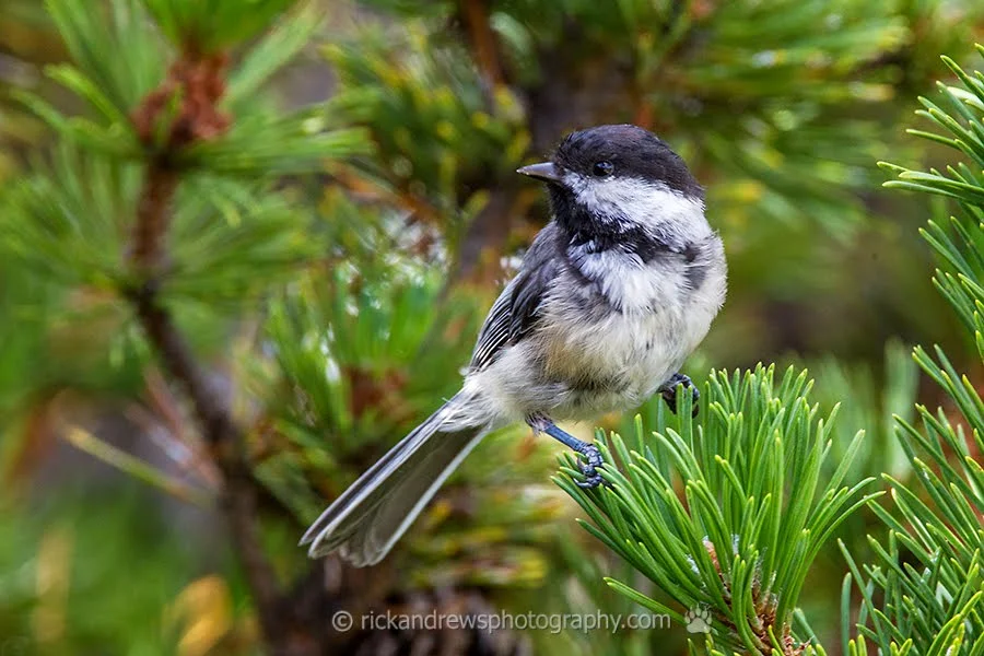 Black-capped Chickadee, Lethbridge