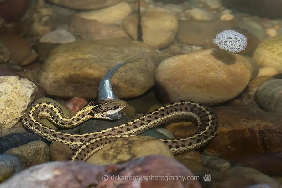 Snakes smell and hear ... like us ... only they smell through their tongues and have no ears!