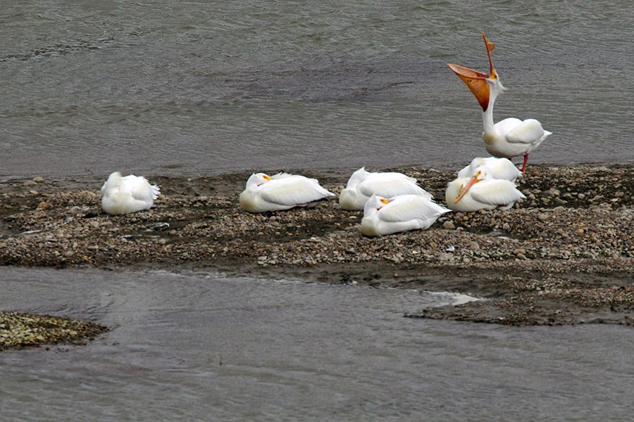 Feet up, sit back - here's a great read! Latest newsletter from the OWC