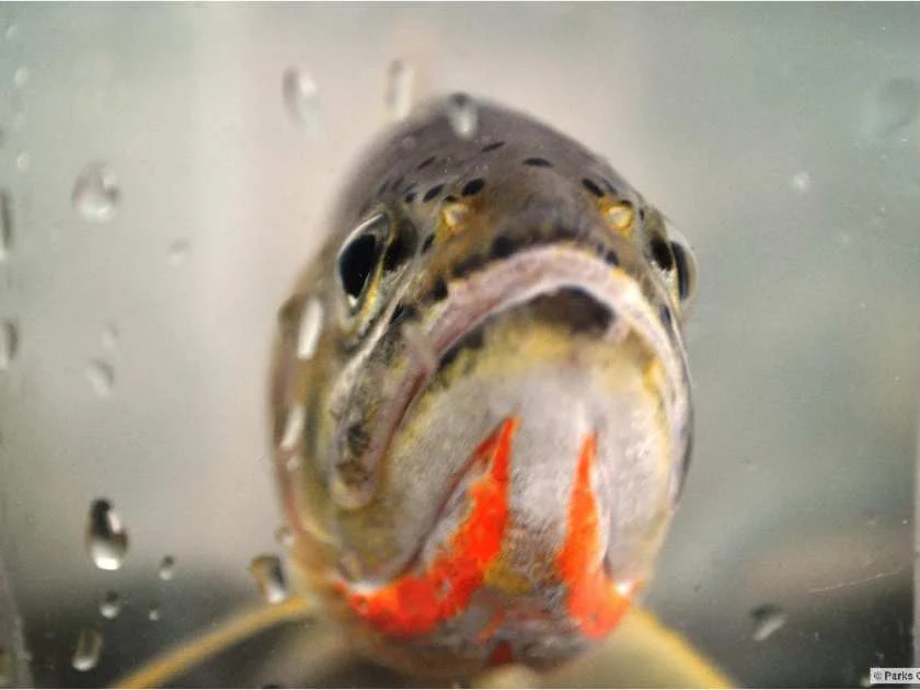 Photo Courtesy of Calgary Herald - A Westslope Cutthroat Trout (Shane Petry/Department of Fisheries and Oceans / Herald)
