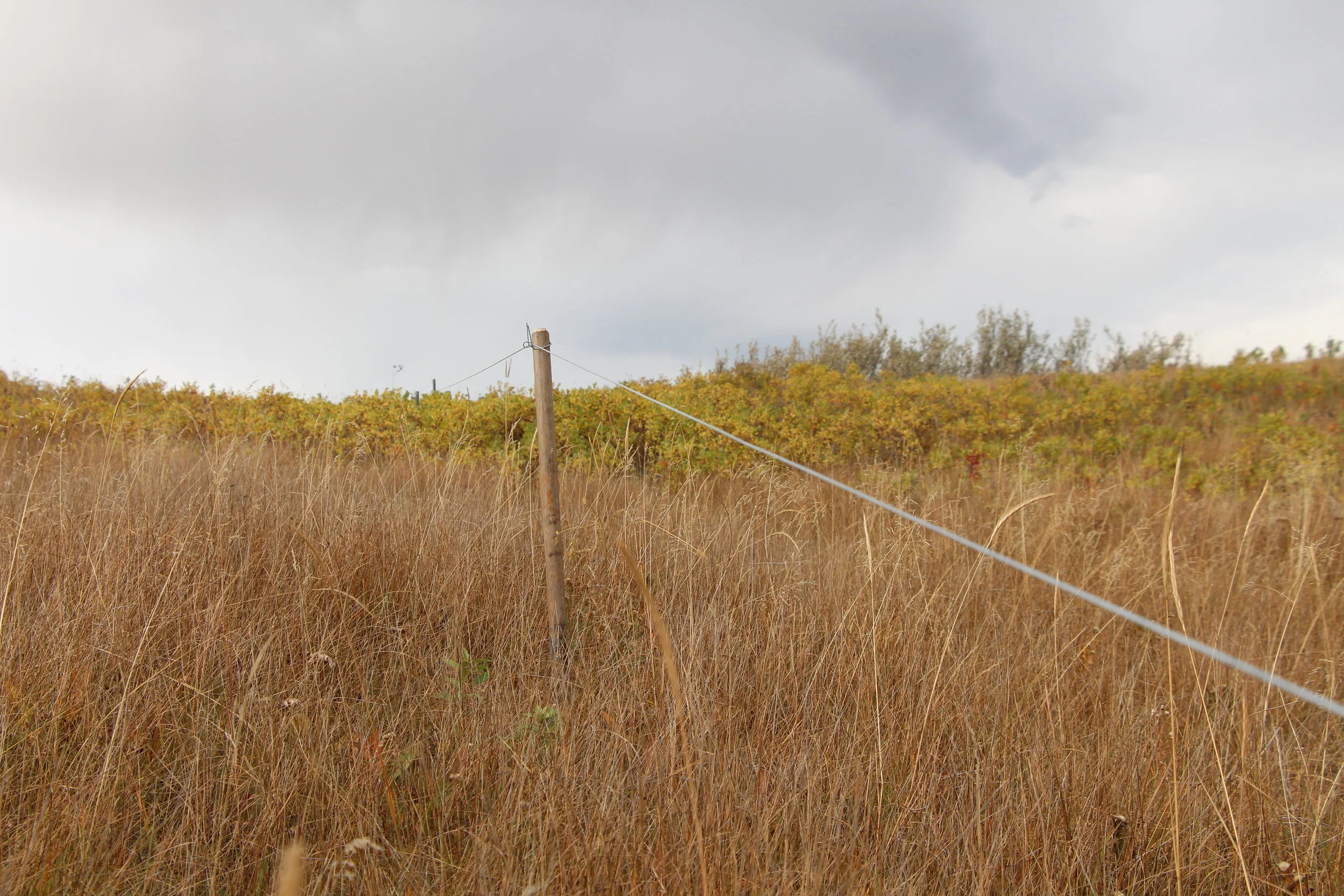 The single-strand riparian fence on the Vandervalk's ranch. Contributing to watershed health can be as simple as a straight line. 