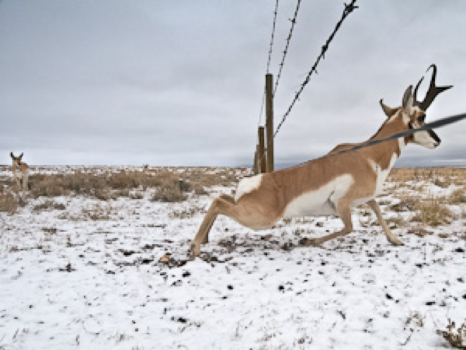 A Pronghorn buck crossing under a modified smooth wired fence.