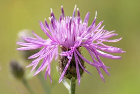 Spotted knapweed (Photo by Leta Pezderic)
