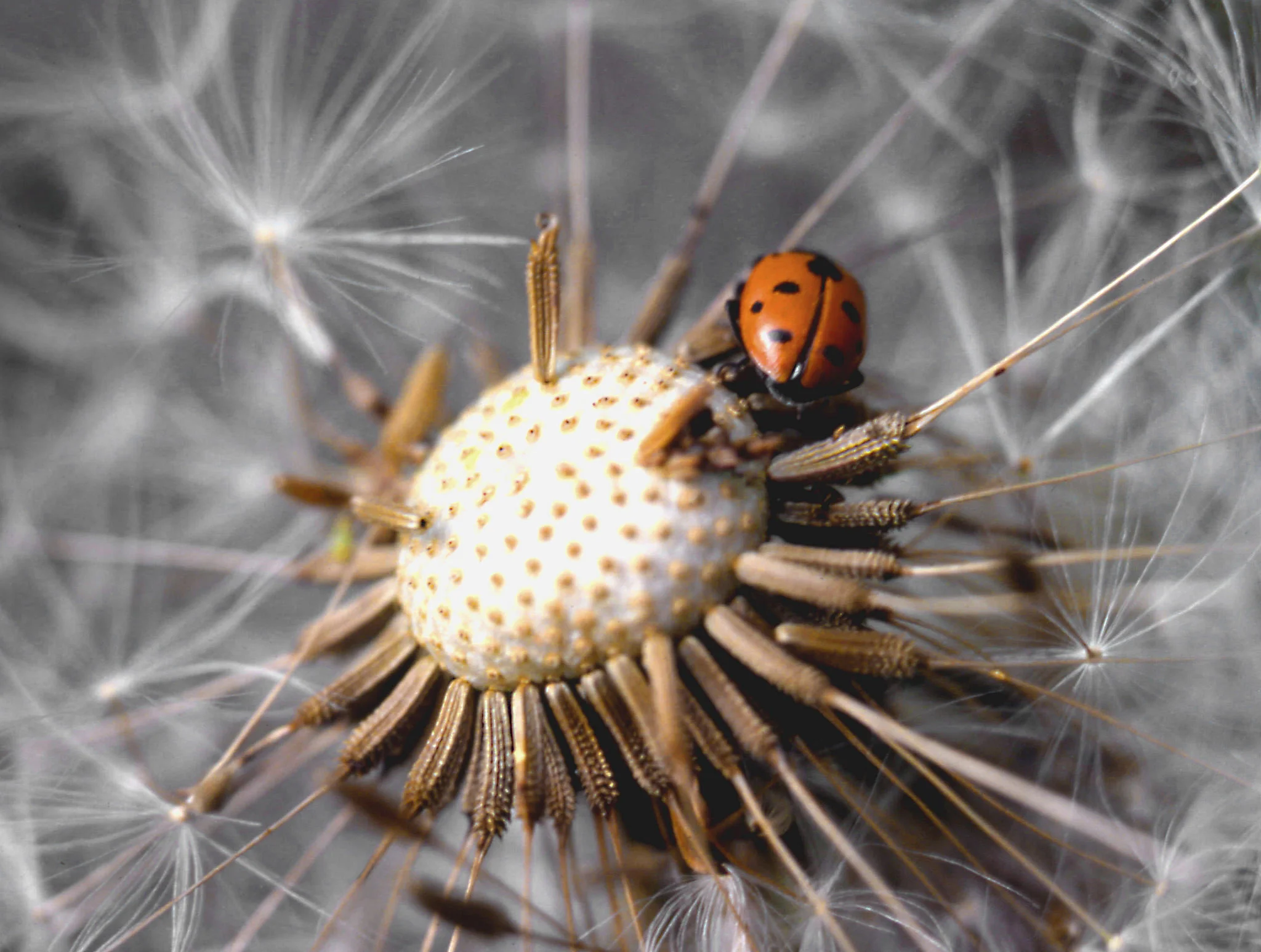 Nature's miracles are (often literally) right under our feet.