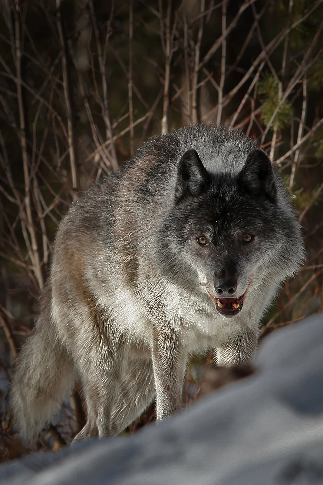 Forever the 'bad guy', we now know that wolves are essential to healthy rivers. How Wolves Change Rivers - YouTube https://www.youtube.com/watch?v=ysa5OBhXz-Q