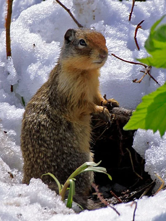 Always 'crying wolf', this little guy calls out every danger.