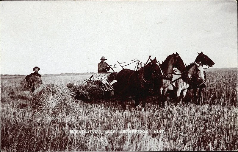 Lethbridge harvest, 1910 - Photo credit: Lethbridge Historical Society