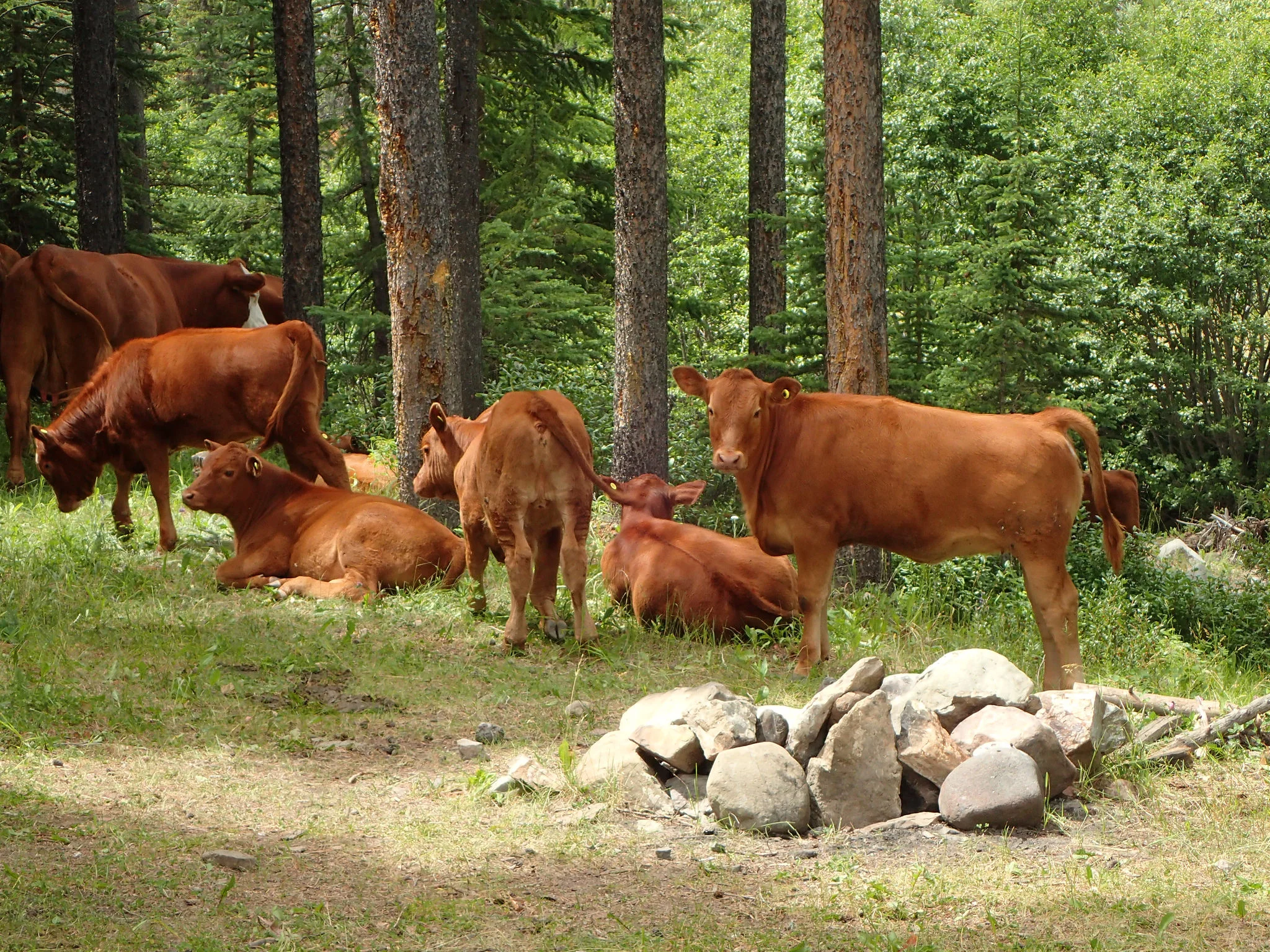 Photo credit: Thomas Porter Cattle grazing next to a random campsite in the Castle. 
