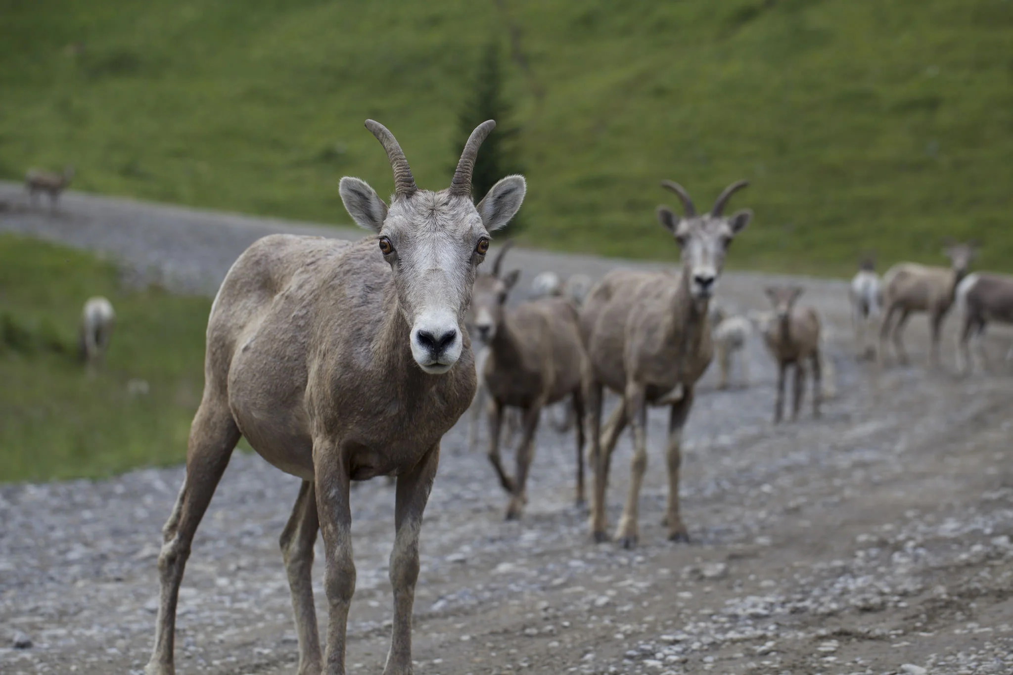 Some wildlife can become habituated to Linear Features and Human Activity; others aren't so lucky - meaning that some wildlife can get used to humans and trails and don't abandon their homes and start moving to a lower quality habitat area.