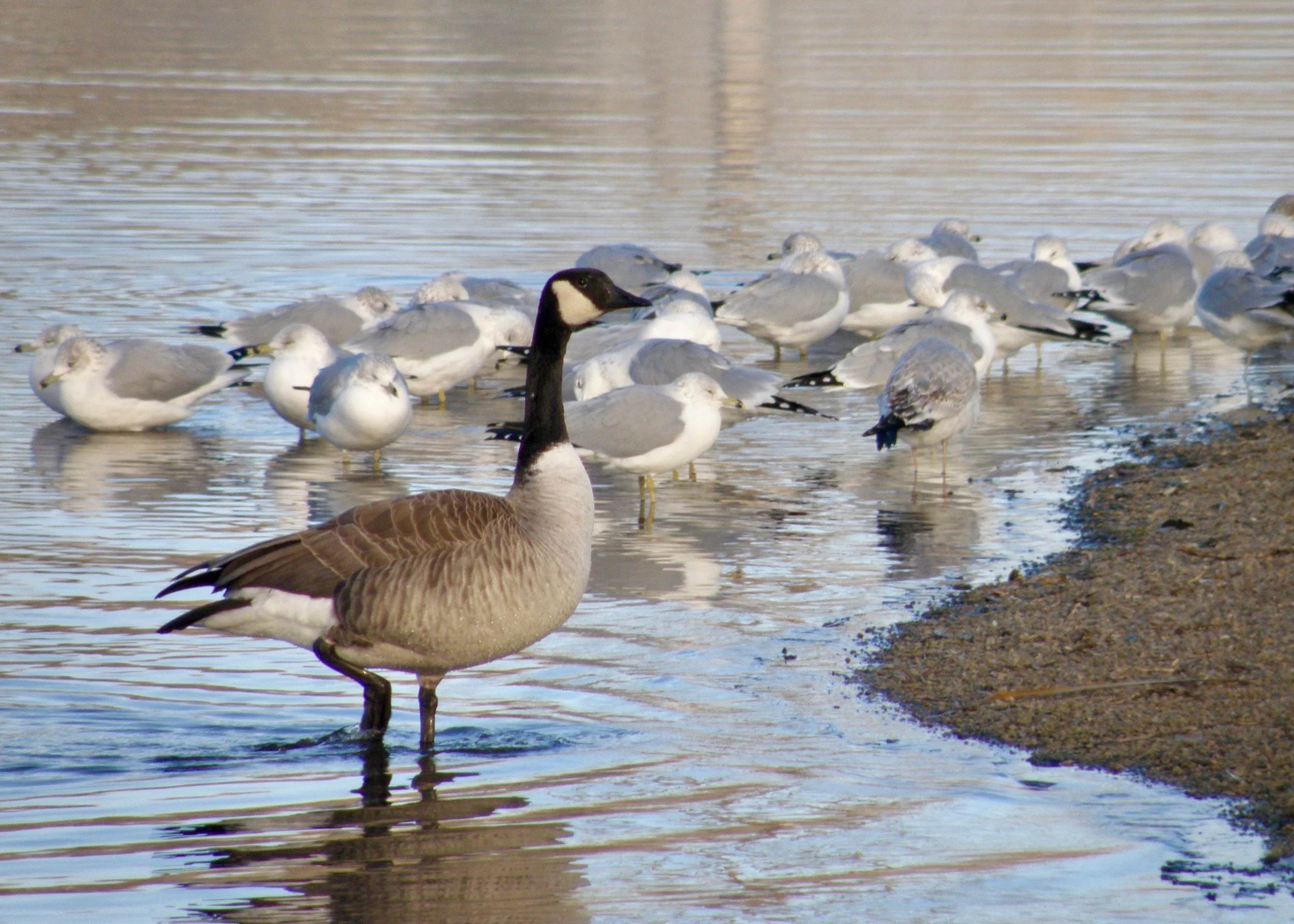 The park's more common residents (Canada goose and ring-billed gulls)