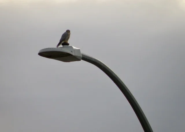 One of the local predators, a male merlin (a species of falcon) scans for it's next target
