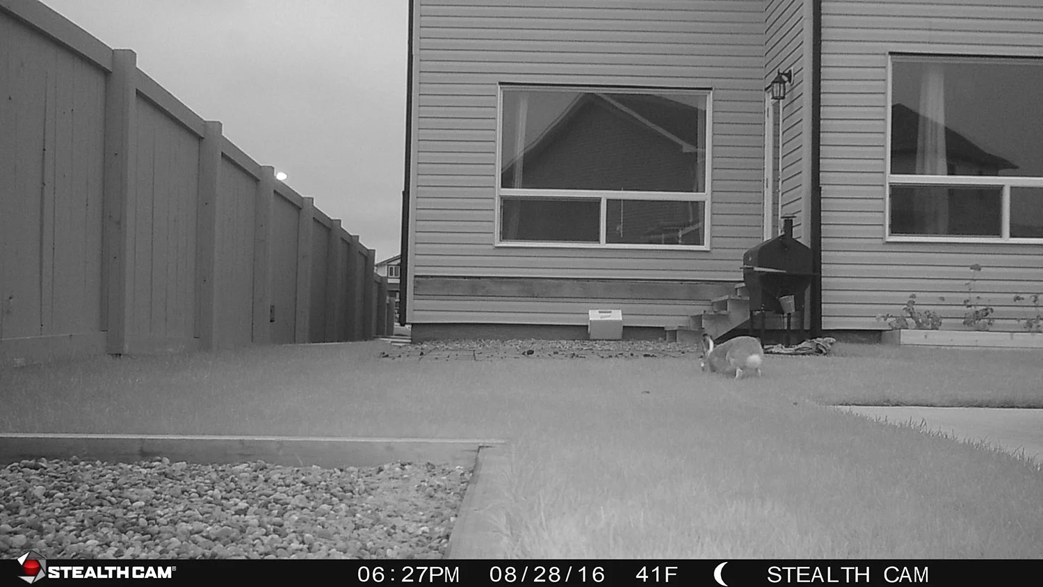 One of the critters caught by Leila's game cameras