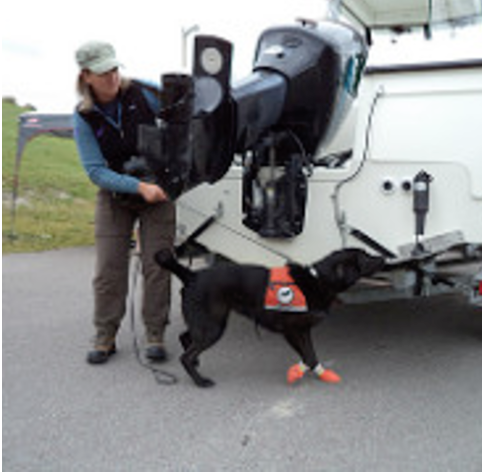 Aquatic Invasive Species Album – by Government of Alberta (Flickr). Sniffer dogs bust invasive mussels crossing the border