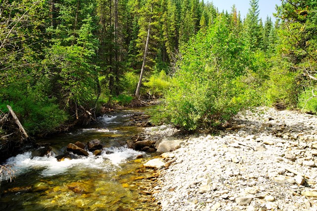 Invasive weeds can disrupt the stability of riparian areas, where land meets water, affecting aquatic as well as terrestrial species (including humans!). Photo: Hidden Creek.