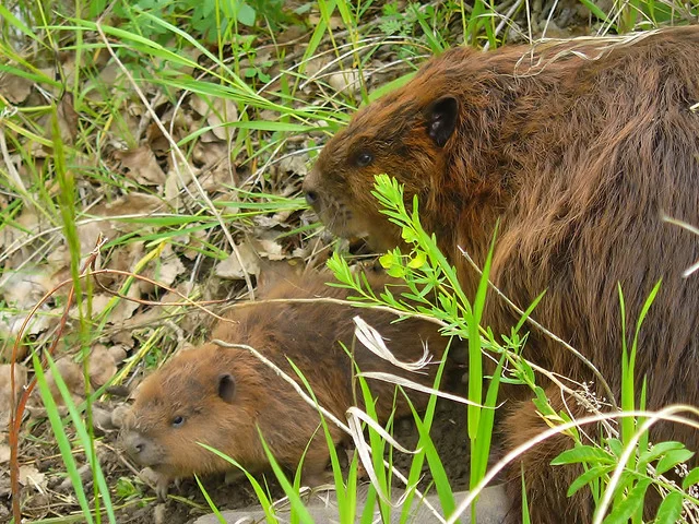 The beaver is our national animal and an amazing watershed engineer! (Photo: Joe MIchielsen)