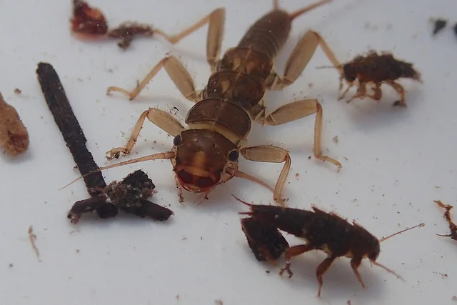 Benthic Macroinvertebrates (BMI) are creepy crawlies that live in the sediment and rocks of our rivers and lakes.