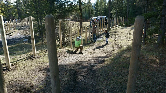Caesar’s Flat following some TLC by volunteers in 2016. This restoration project involved a hard day’s work of riparian fencing and willow staking. Please allow the area time to recover!