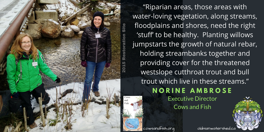 cows and fish riparian areas.png