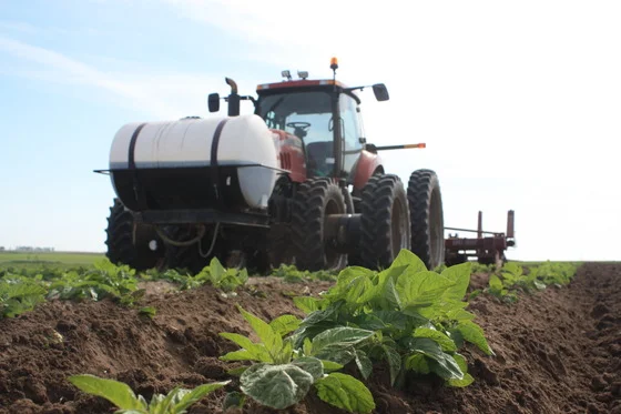 No GMO in your potato?!