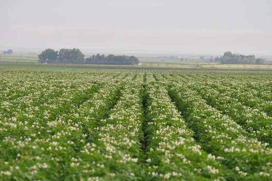 FloweringCrop.jpg