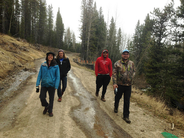 The crew out for a walk early in the summer.jpg