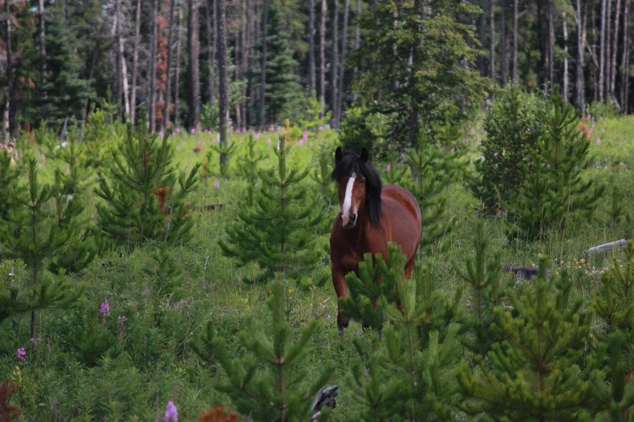 Pine trees growing at Coal Camp Creek