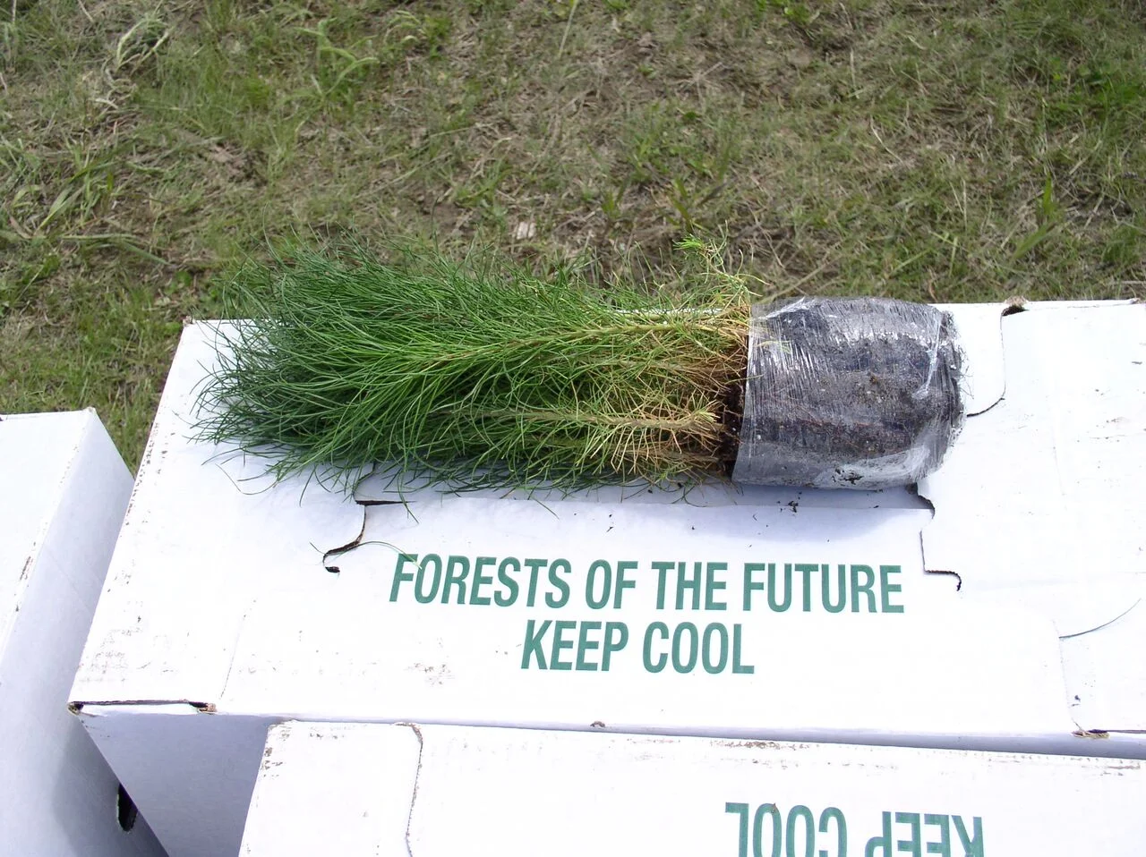 Seedlings ready to be planted.