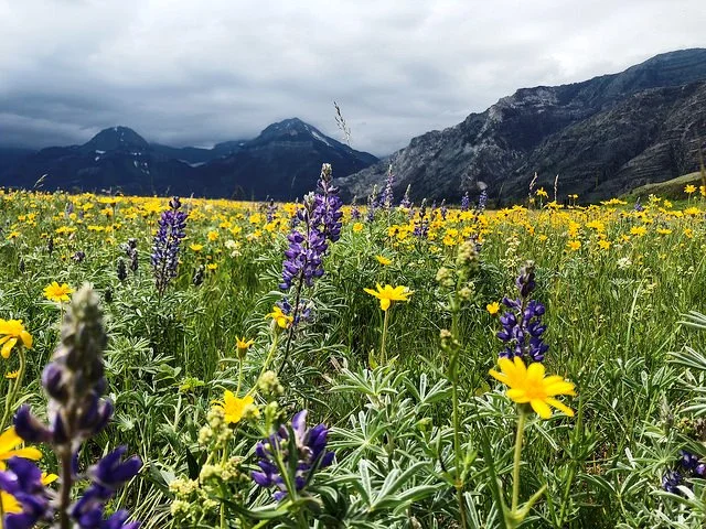 Facing south towards the Prince of Wales hotel, charred mountains in the background are juxtaposed by this year’s bright and crisp flowers at the Waterton Wildflower Festival.