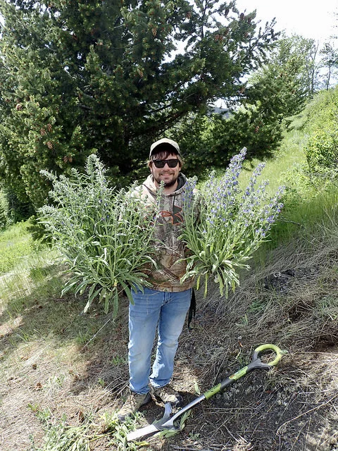 Outreach Assistant Dylan is happy to have pulled up these two GIANT blueweed plants!