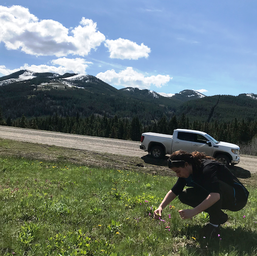 Rebekkah identifying wildflowers