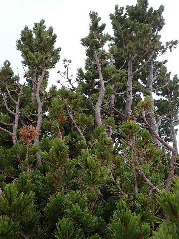 limber pine needles.jpg