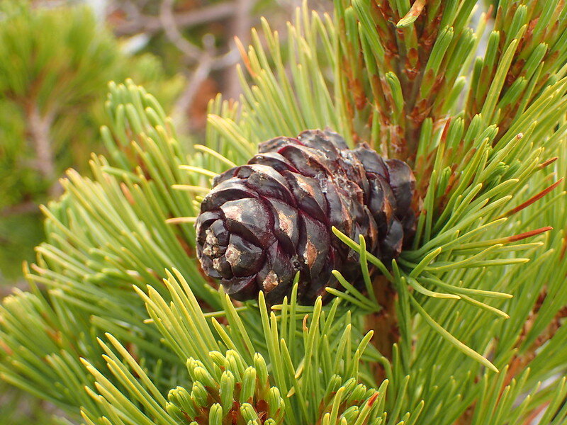 limber pine cone OWC.jpg