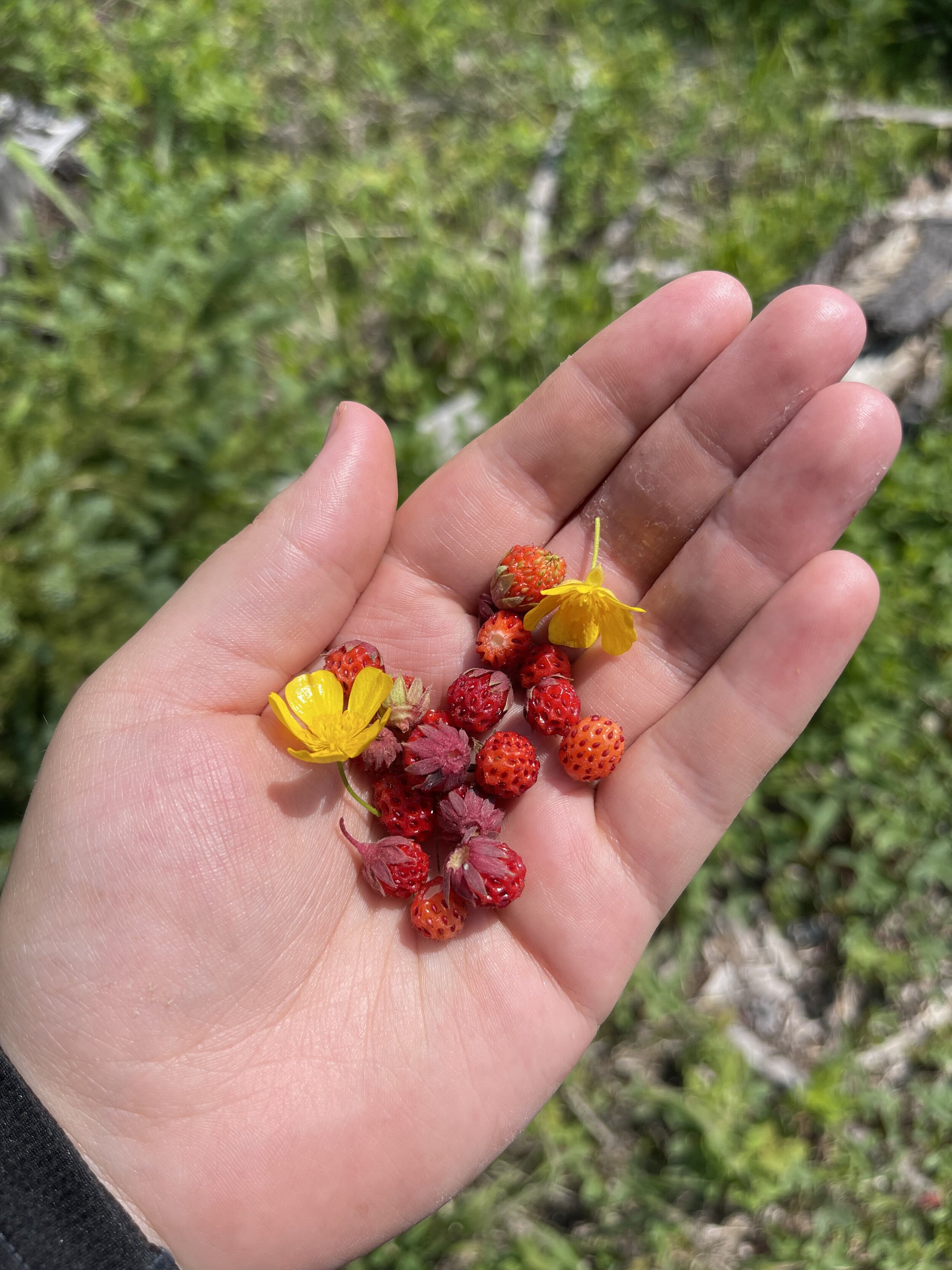 Wild Strawberries.jpeg