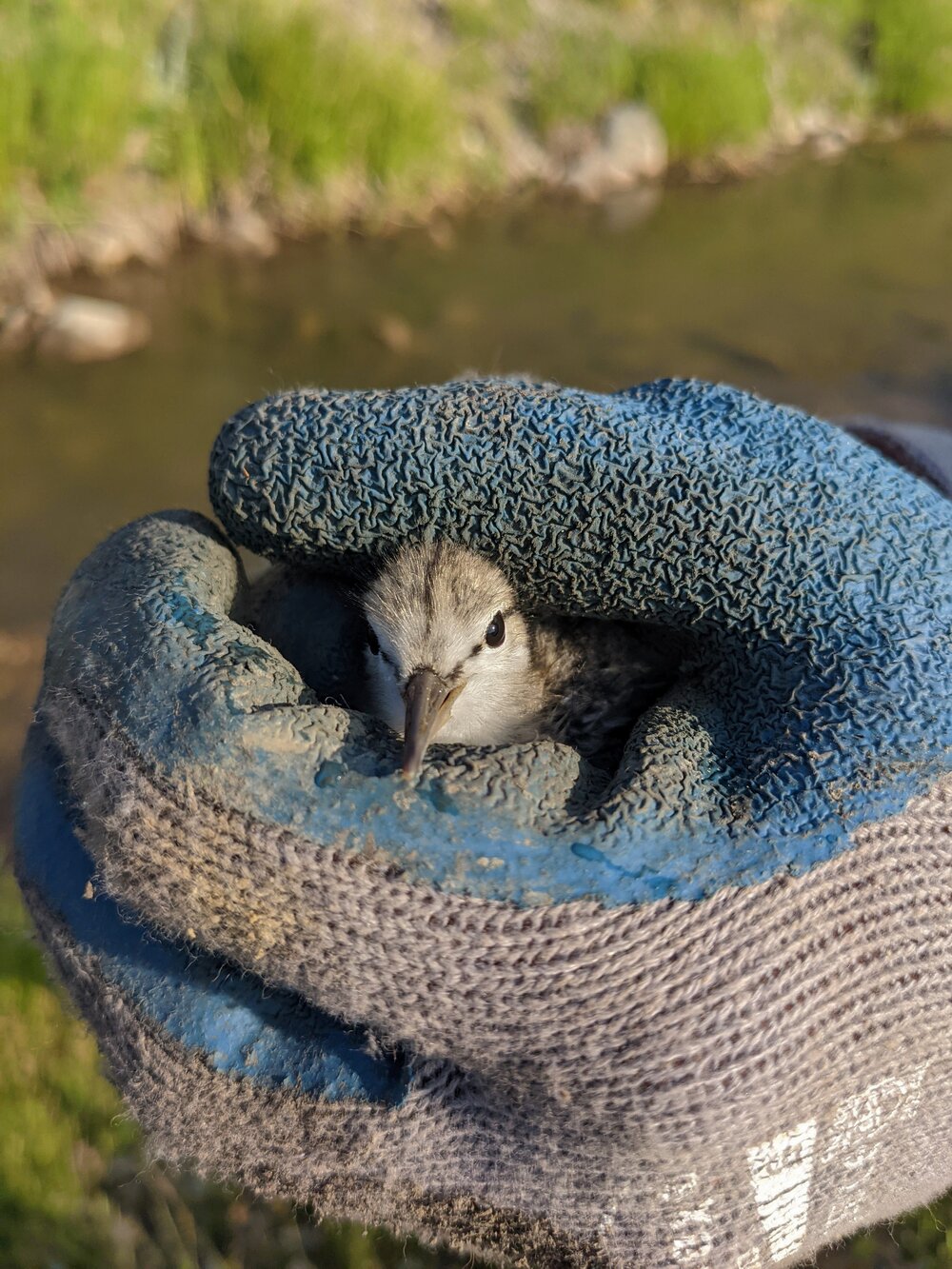 Sandpiper.jpg