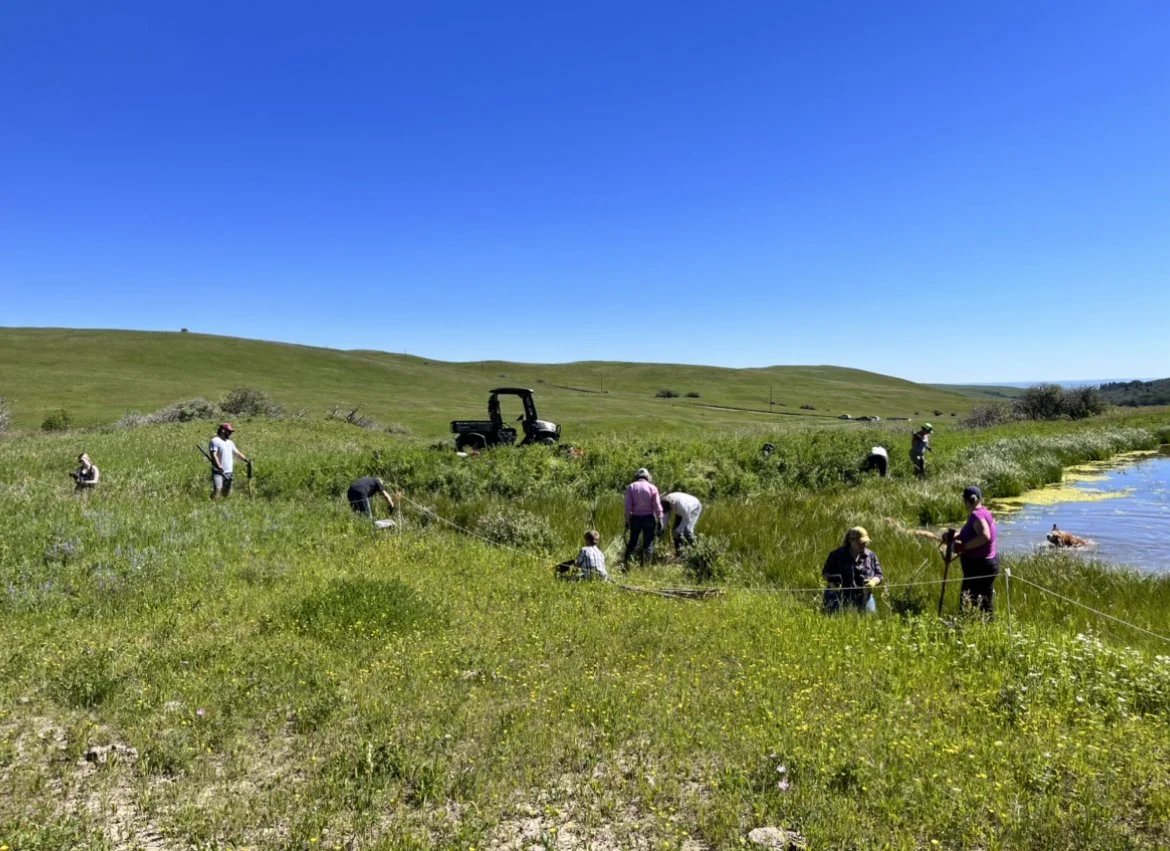 Summer Restoration Photo Compilation