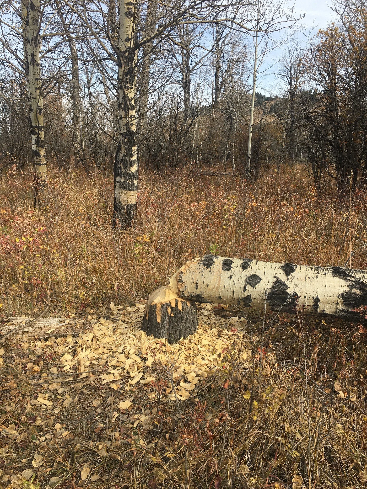 a poplar tree felled by a beaver, with wood chips and shavings by the stump