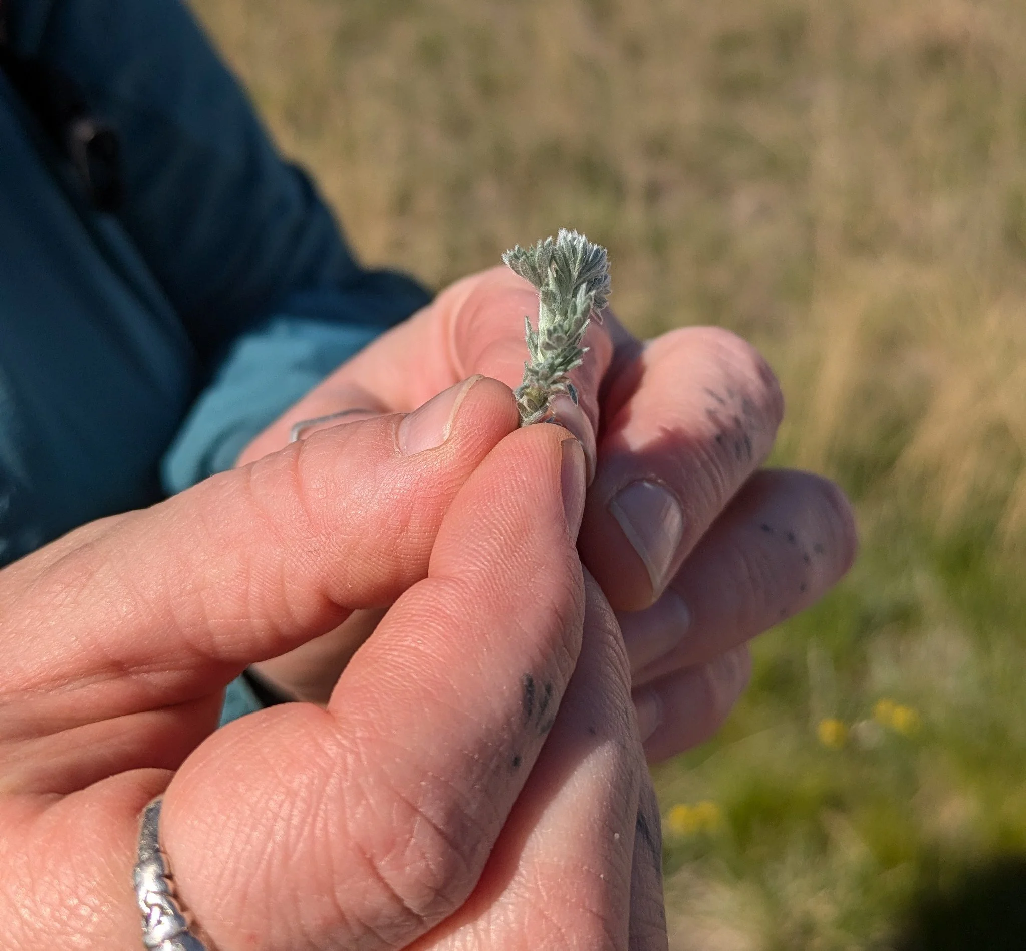 a close up of a small light green plant held in two hands