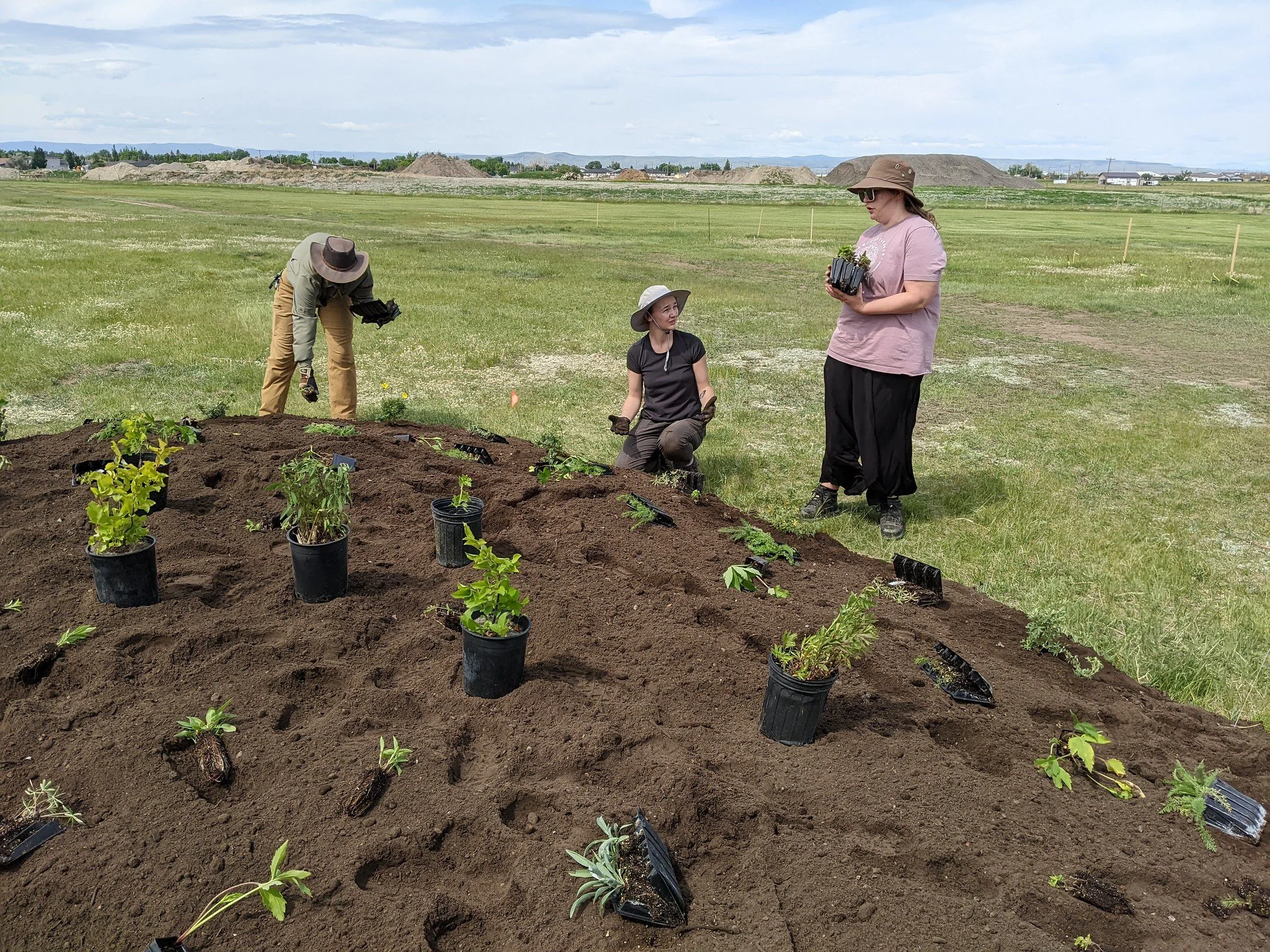 three people planting young plants in a mound of soil