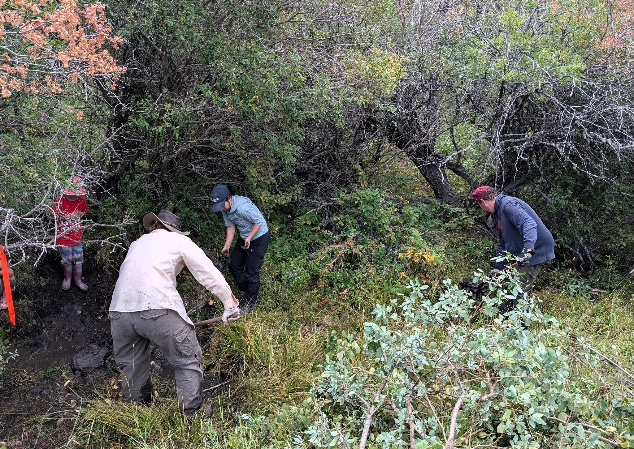 three people with shovels working in a marshy area