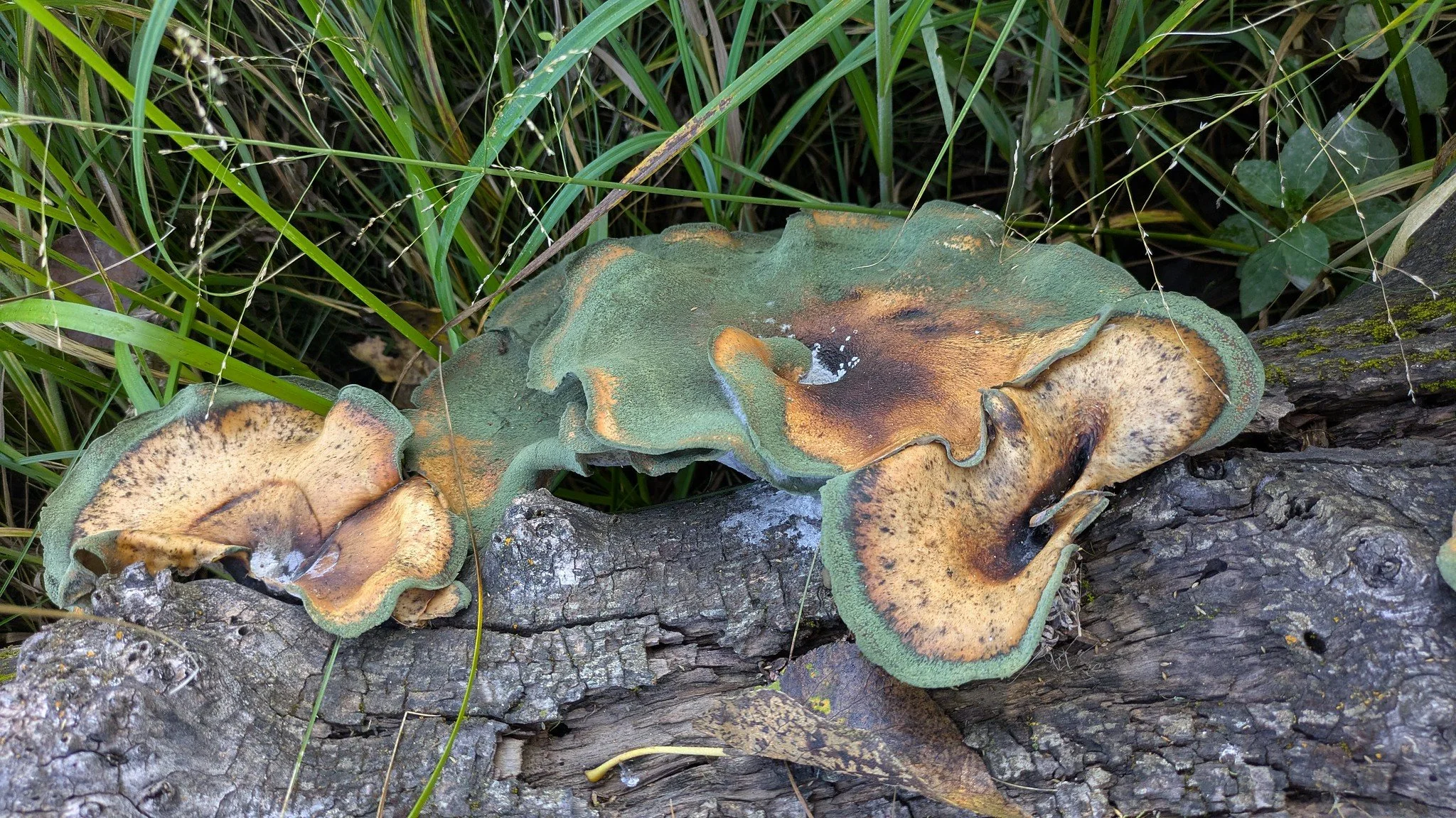 CABIN sampling prairie streams
