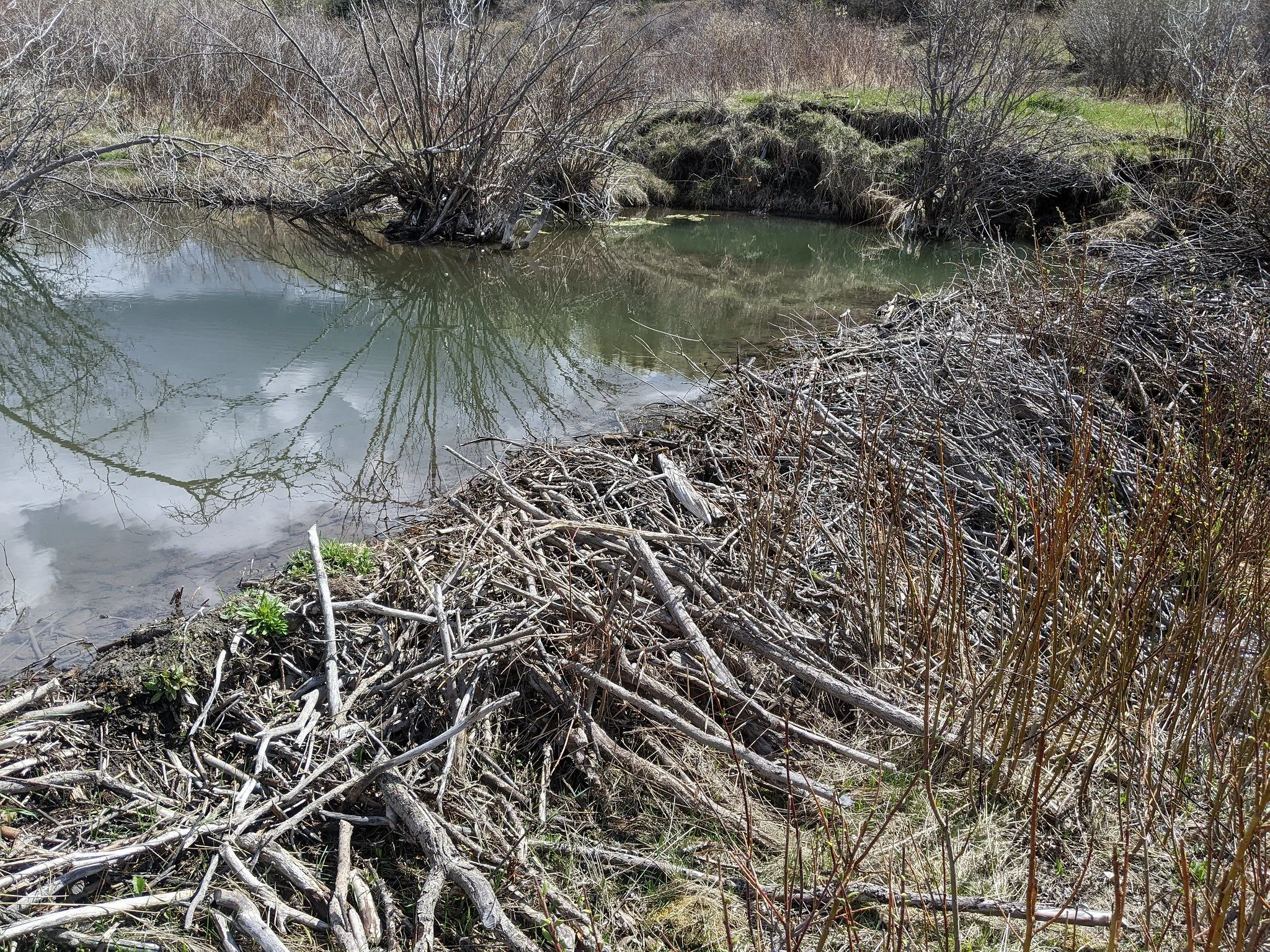 Agricultural Innovators: Beaver Coexistence with Kirby England