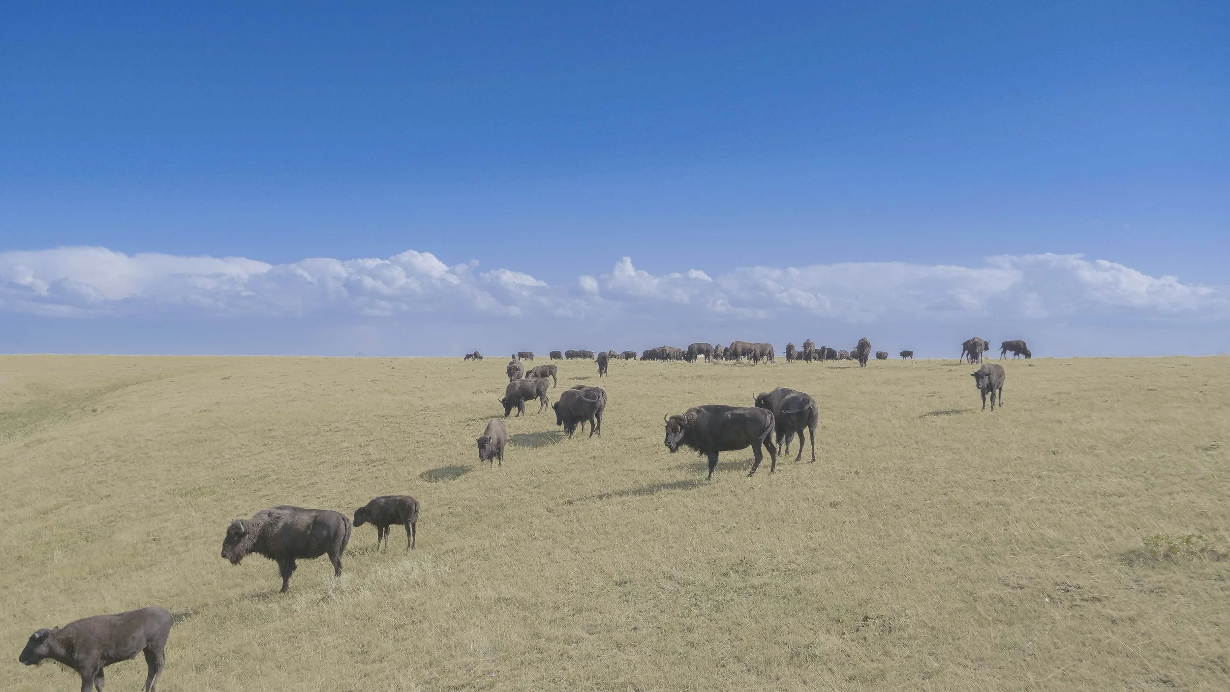 Bison 1_JM _proc-1.JPG