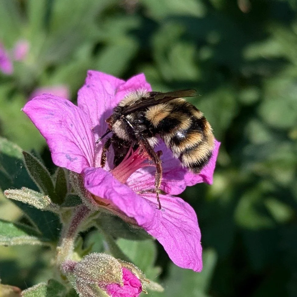 Frequently Asked Questions about Bumble Bees