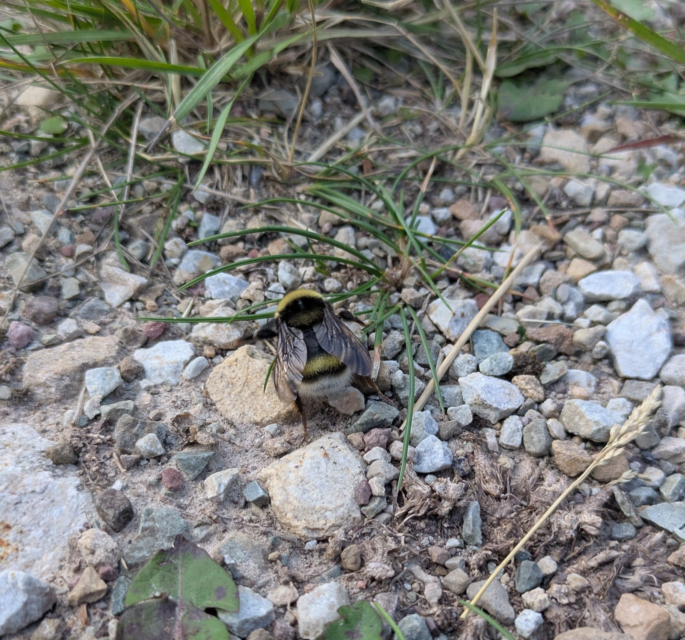 Bumble Bee Conservation