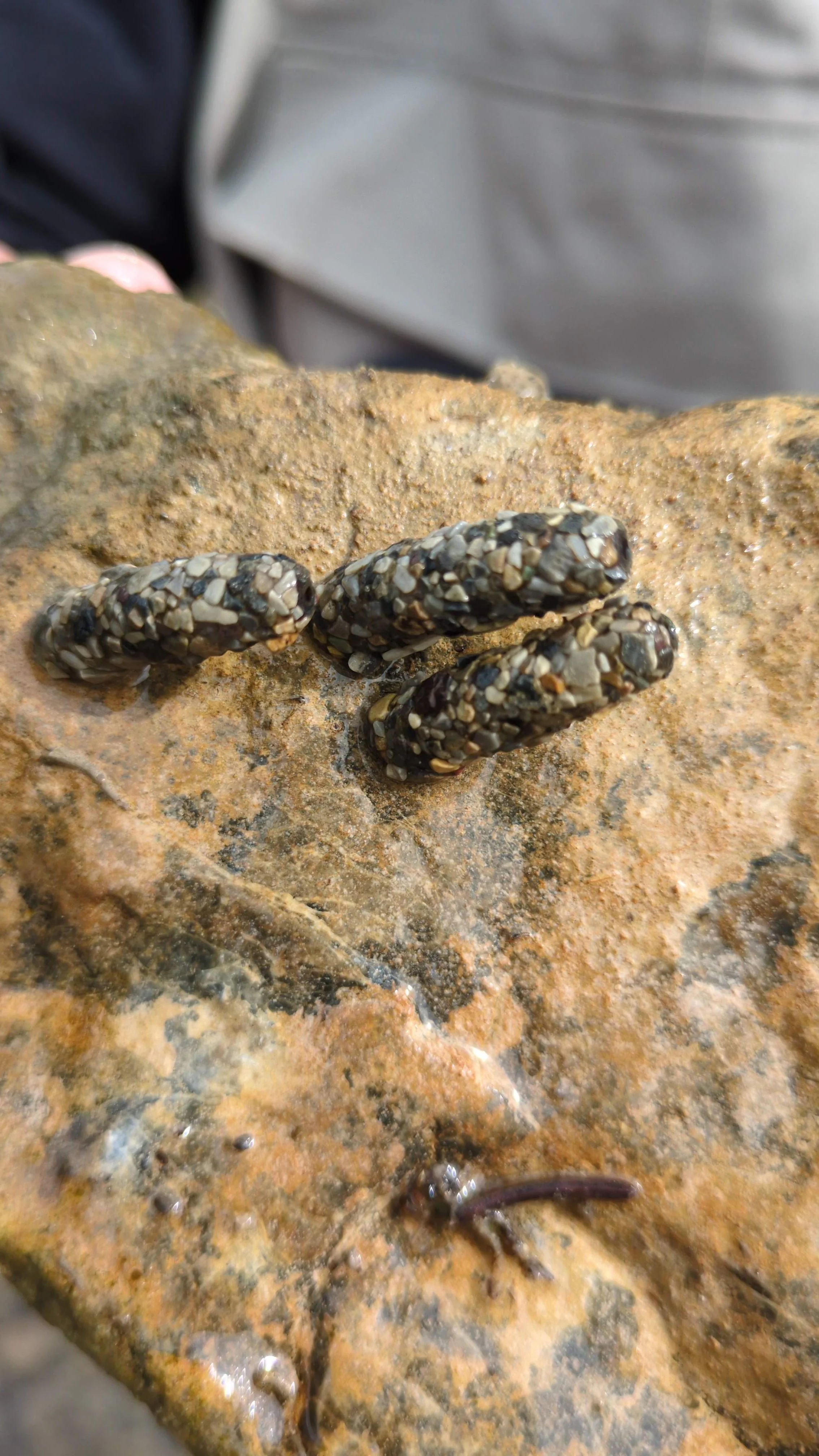  August 2024. A video clip of these very caddisflies became part of OWC’s most popular TikTok video, which got something like 60,000 views, and many encouraging comments. Through this, I learned that some folks call caddisflies ‘periwinkles’. The mor