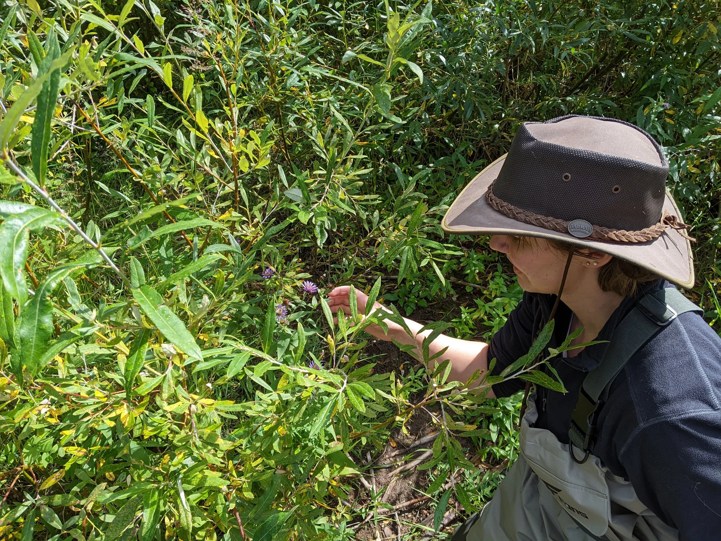  August 2024. I have a very long-standing habit of stopping to look at every cool plant I see (and chasing after every bumble bee, and pulling over for cool birds). I used to worry that I was sometimes hampering the field team, because this slows us 