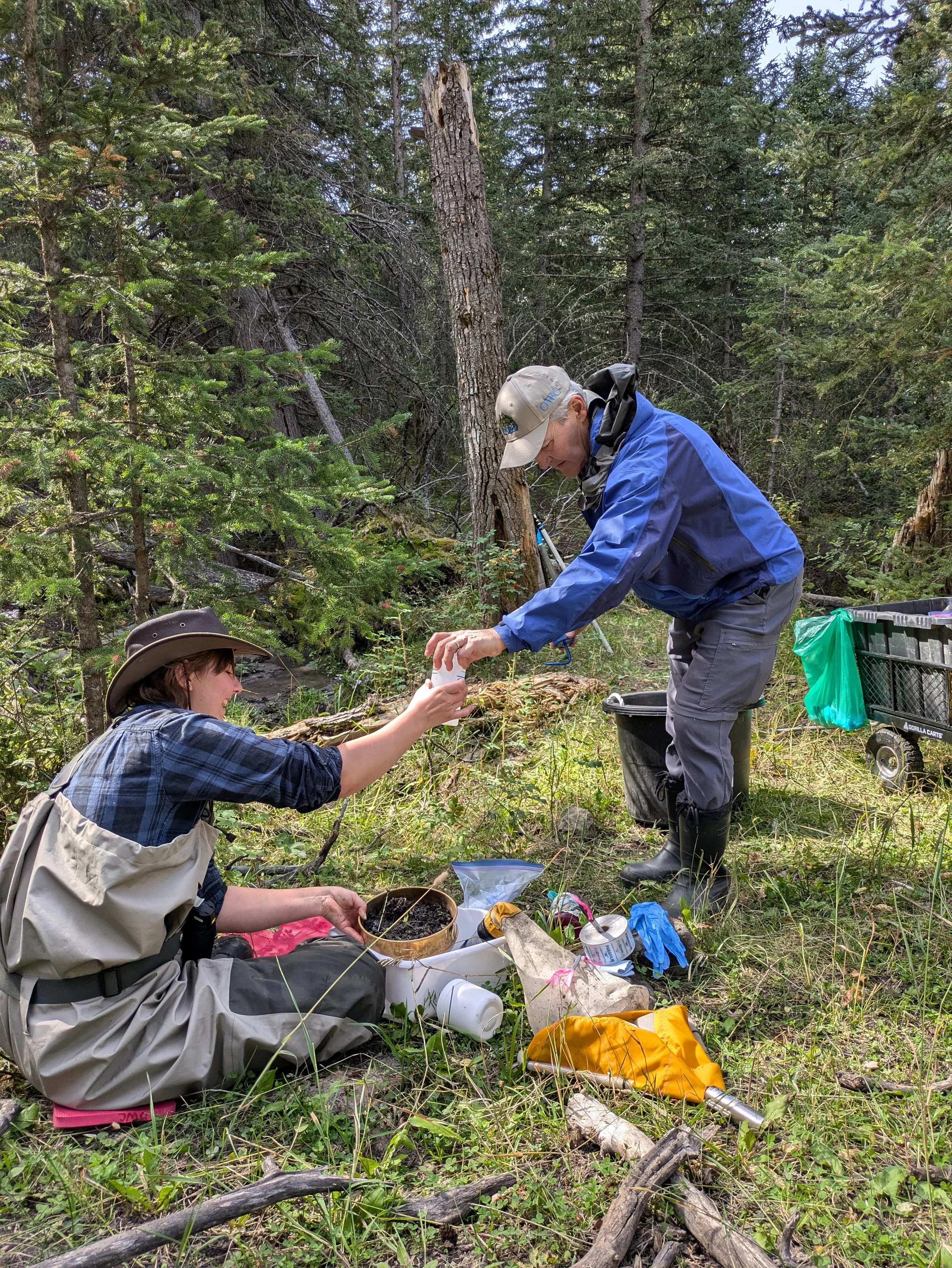  September 2024. There can be no mention of CABIN sampling without a moment to highlight processing the benthic sample. You do a sample of a creek bed by kicking up the sediment and catching it in a net; then a lucky soul gets to pick through the sed