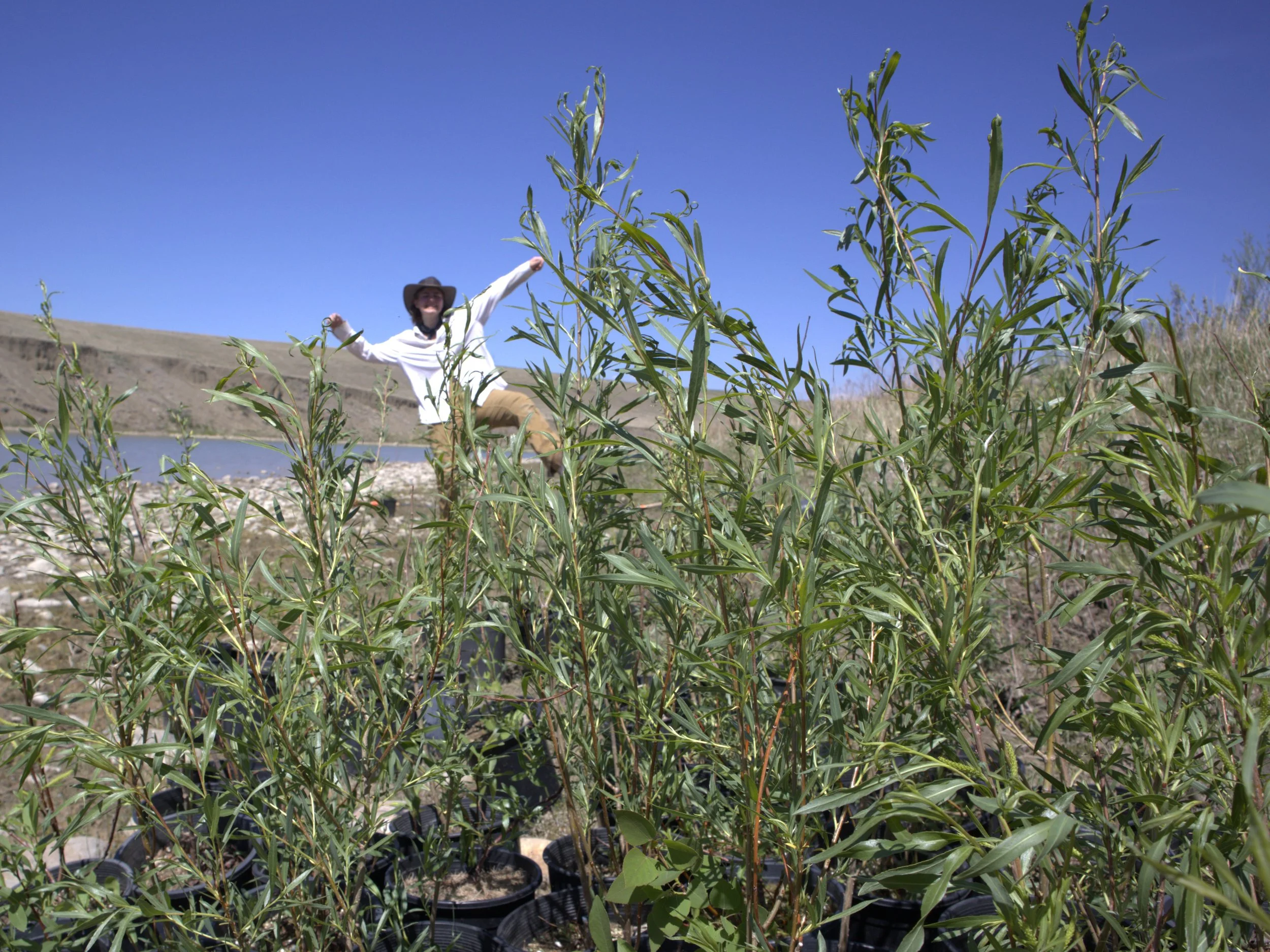  May 2025. Kallie, Deb, and I planted potted willows on the Belly River with Ninna Piiksii and one brave volunteer. This was the first really hot day of the year, and we got sillier as the afternoon went on. I’m sure you can’t tell. 